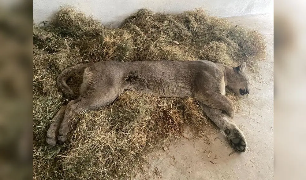 Felino quedó atrapado en una casa donde viven 15 personas. Foto: Serfor. VIDEO: Liz Ferrer/LR