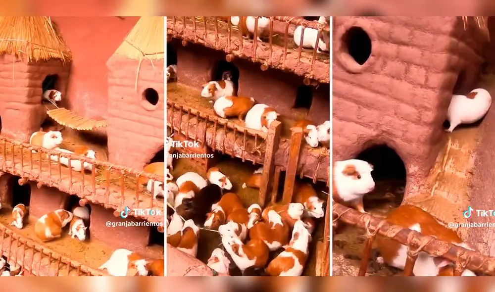 El joven mostró las nuevas comodidades de sus cuyes. Foto: composición LR/captura de TikTok/@GranjaBarrientos El joven mostró las nuevas comodidades de sus cuyes. Foto: composición LR/captura de TikTok/@GranjaBarrientos
