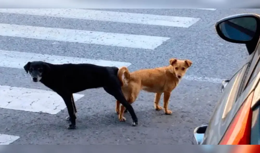 Los perros al aparearse quedan 'pegados' por un tiempo. Foto: Wapa