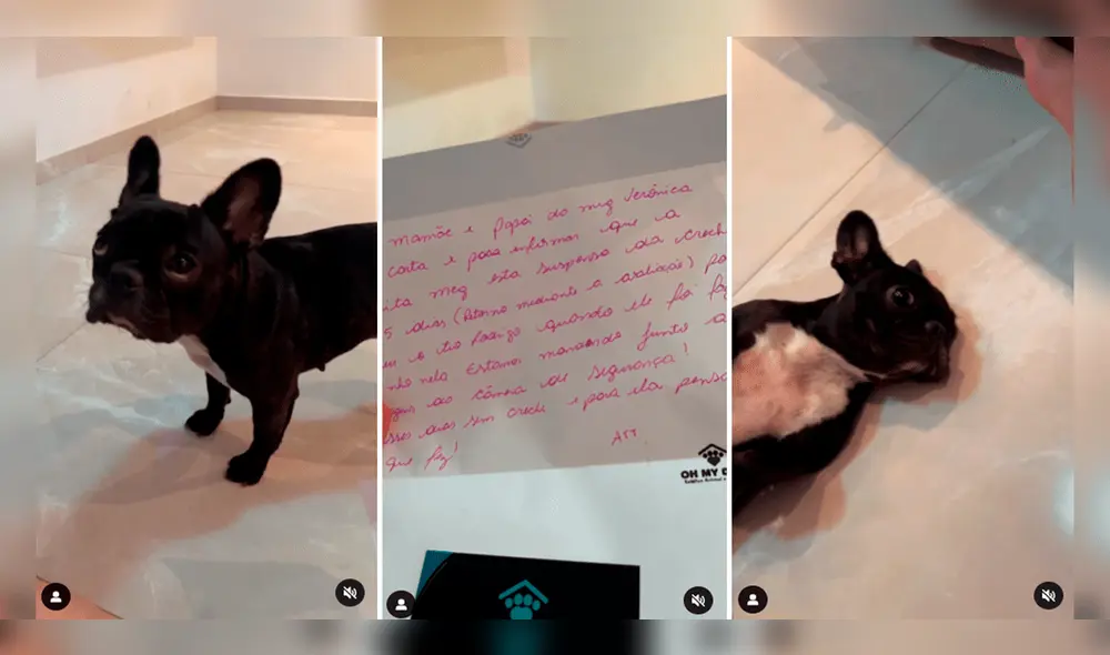 Los encargados de la guardería notificaron a sus padres adoptivos por el ‘mal comportamiento’ de la perrita Maggie. Foto: composición de LR/Facebook/@Maggie_veronica.dog Los encargados de la guardería notificaron a sus padres adoptivos por el ‘mal comportamiento’ de la perrita Maggie. Foto: composición de LR/Facebook/@Maggie_veronica.dog