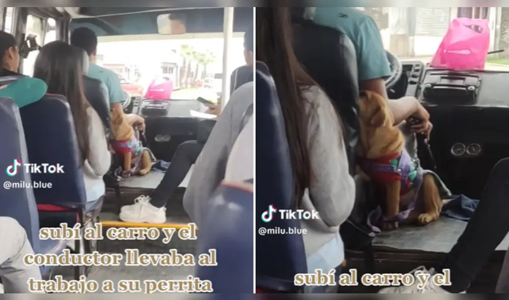 Perrita acompaña a papá al trabajo y se porta bien. Foto y video: composición LR/TikTok/@mili.blue.