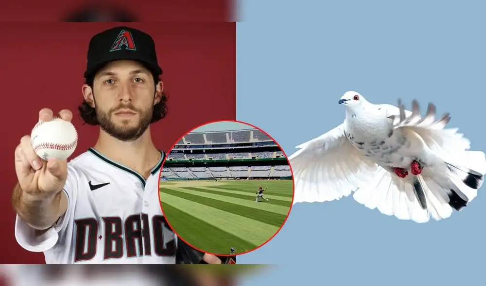 El ave murió tras el fuerte lanzamiento de Zac Gallen. Video: @Jared_Carrabis/Twitter / Foto: composición LR/ Arizona Diamondbacks Photo Day / Chris Coduto/ CC0 Public Domain El ave murió tras el fuerte lanzamiento de Zac Gallen. Video: @Jared_Carrabis/Twitter / Foto: composición LR/ Arizona Diamondbacks Photo Day / Chris Coduto/ CC0 Public Domain