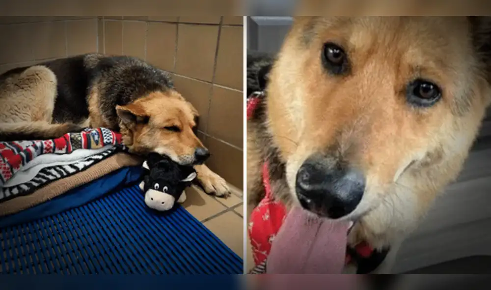 Nikki ahora tiene una nueva familia que lo protege. Foto: composición LR / Infobae