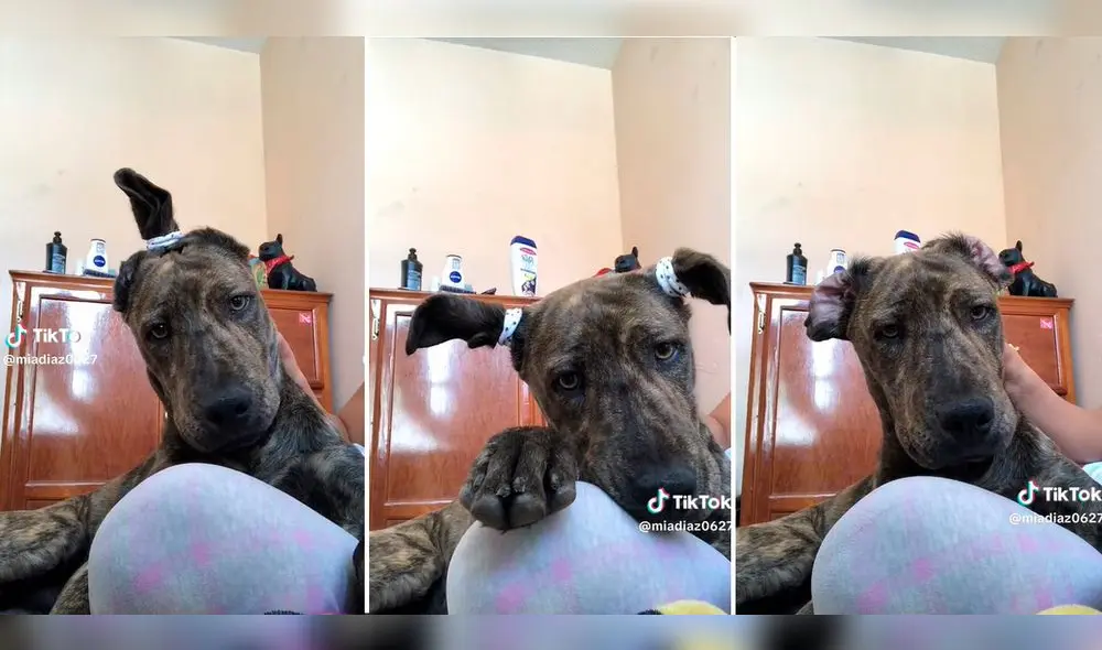 Gracias a la voz artificial de TikTok, el can iba describiendo sus peinados. Foto: composición LR/capturas de TikTok/@miadiaz0627