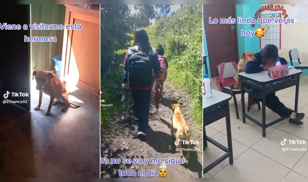 Perrita acompaña a niños en sus clases del colegio. Foto y video: TikTok/@27nancy02 Perrita acompaña a niños en sus clases del colegio. Foto y video: TikTok/@27nancy02