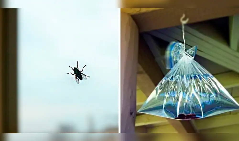 Este método casero con monedas ayudará a que no te molesten las moscas en en tu hogar. Foto: composición LR/iStock