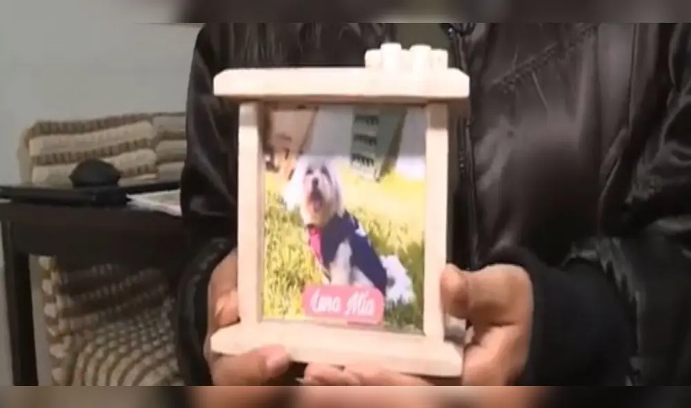Erika Lorcyo denuncia una presunta negligencia médica que acabó con la vida de su mascota. Foto: captura de "América noticias" Erika Lorcyo denuncia una presunta negligencia médica que acabó con la vida de su mascota. Foto: captura de "América noticias"