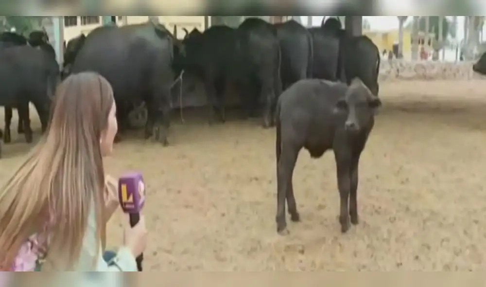 Cría de búfalo cumple 1 mes de nacido. Foto: captura de "Reporte semanal"