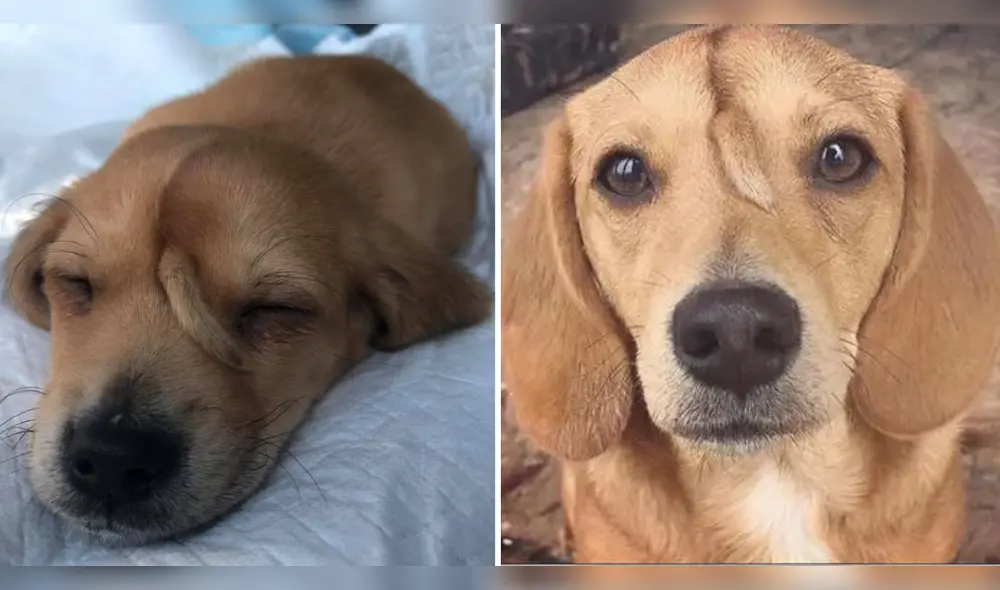 Su historia fue conocida a nivel mundial. Foto: composición LR/ Facebook/ Mac's Mission