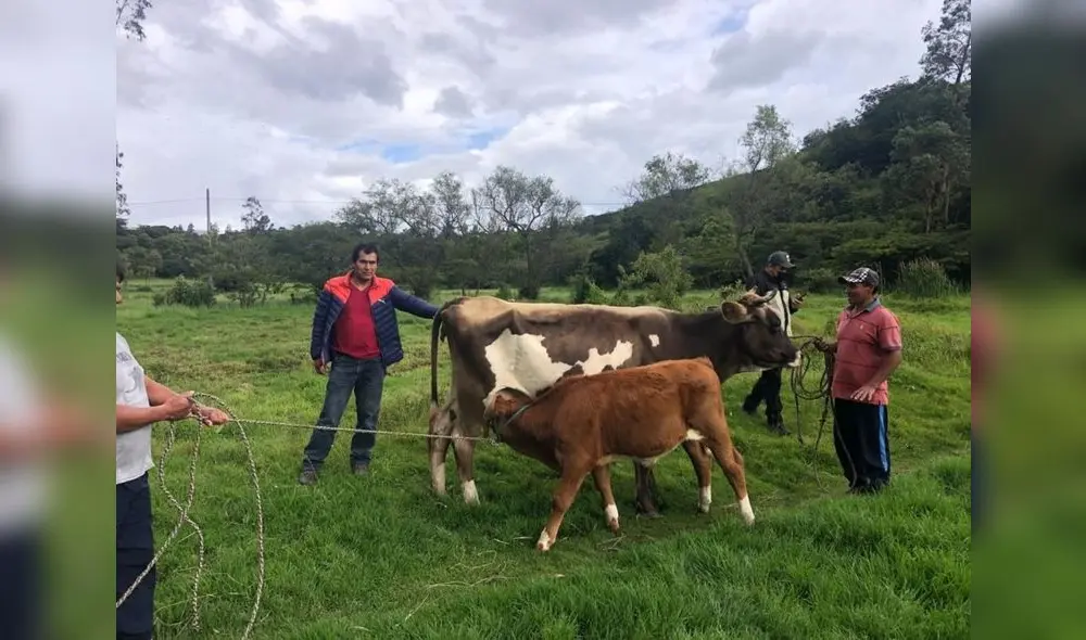 Diseño del seguro pecuario catastrófico estaría listo en el primer semestre de este año. Foto: Andina