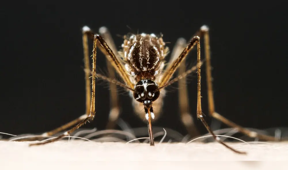 Aedes aegypti es el mosquito que porta el virus del dengue. Foto: Alexis Wild