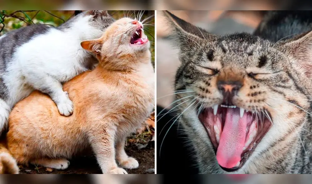 ¿Por qué las gatas gritan cuando tienen sexo? Foto: composición LR/Freepik/Pexels