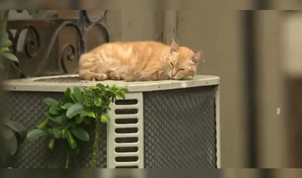 Denunciante afirma que la Policía no quiso investigar el caso. Foto: captura "Canal N"