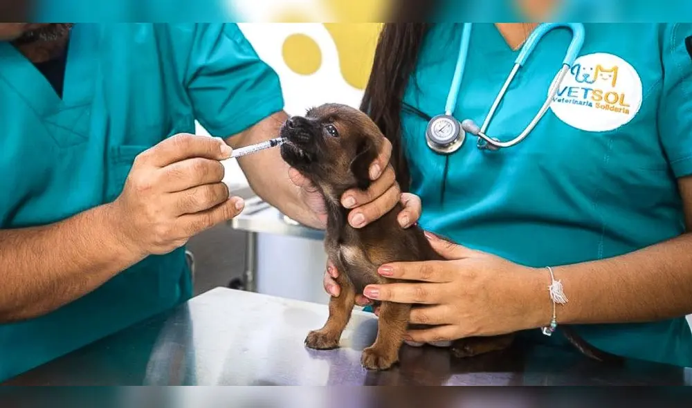 Vetsol en Comas funcionará de lunes a sábado. Foto: Andina Vetsol en Comas funcionará de lunes a sábado. Foto: Andina