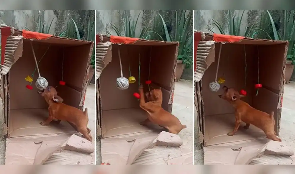 Usuarios elogiaron a la mujer por su creatividad. Foto: composición LR/TikTok/@soyuliethh Usuarios elogiaron a la mujer por su creatividad. Foto: composición LR/TikTok/@soyuliethh