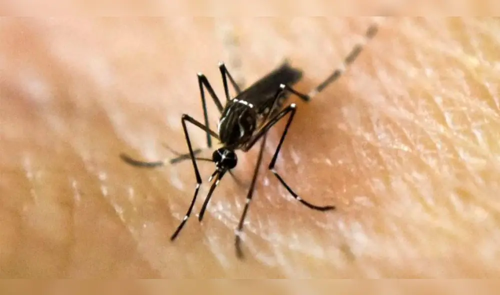 Según la Organización Panamericana de la Salud, cerca de 500 millones de personas en América están en riesgo de contraer dengue. Foto: AFP