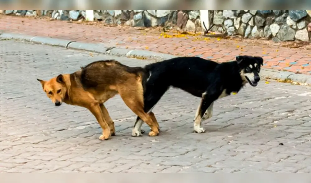 Algunas personas reaccionan a la cópula de canes tratando de separarlos. Foto: captura de YouTube
