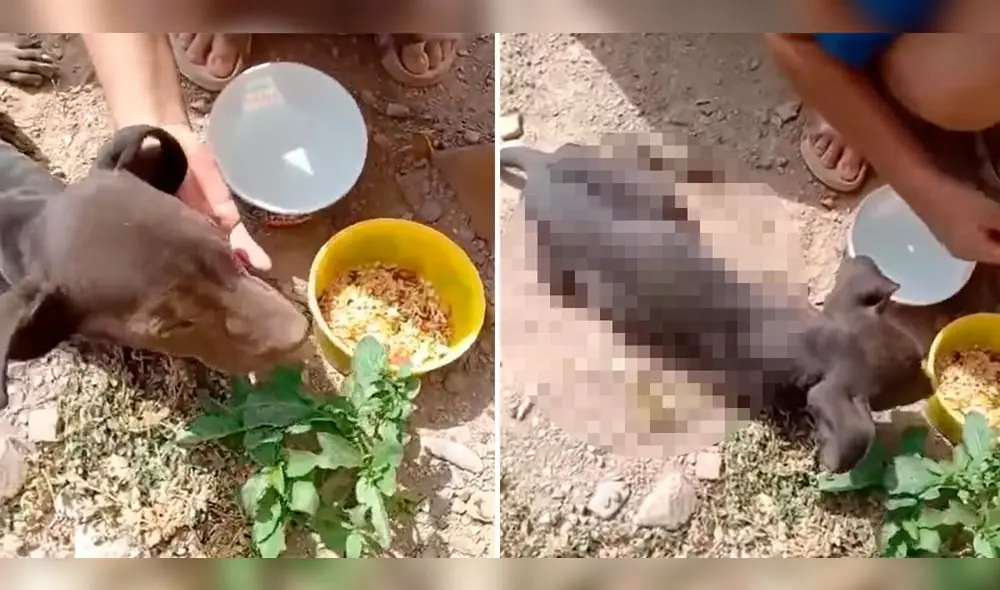 Perrito es abandonado en estado de desnutrición. Foto: Captura de video zootopia Huánuco Perrito es abandonado en estado de desnutrición. Foto: Captura de video zootopia Huánuco