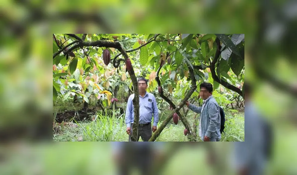 Agricultores dedicados al cultivo de cacao piden evaluar a funcionarios del Pejsib. Foto: cortesía
