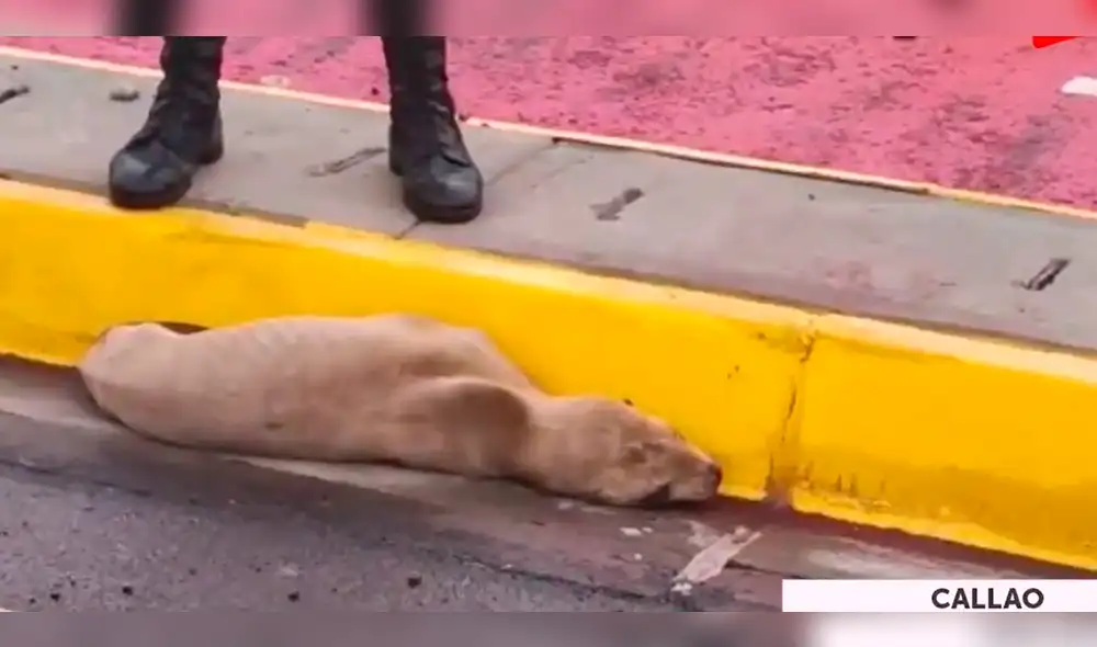 También se encontró una gran cantidad de piedras en este tramo de la Costa Verde. Foto: composición LR / Exitosa / Exitosa