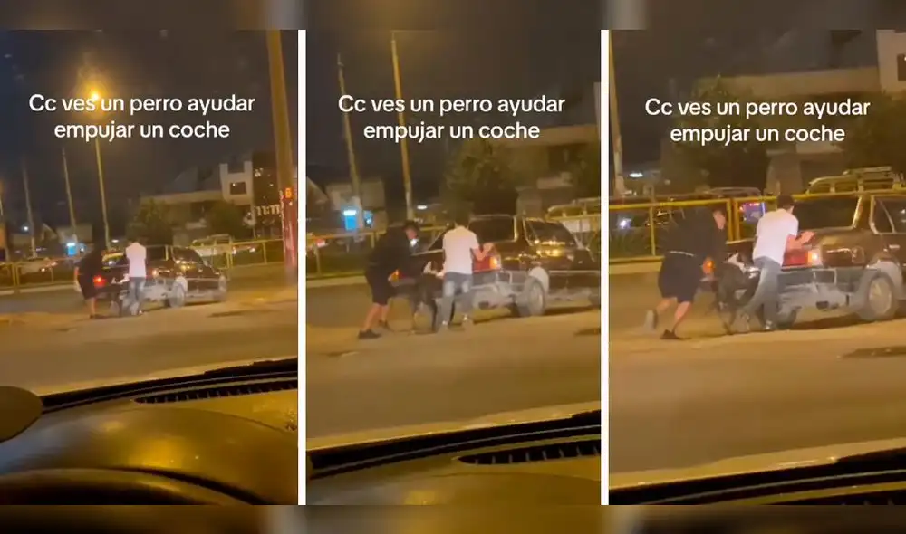 El can puso todas sus fuerzas para ayudar a sus compañeros. Foto: composición LR/capturas de TiKTok/@M16uel7 El can puso todas sus fuerzas para ayudar a sus compañeros. Foto: composición LR/capturas de TiKTok/@M16uel7