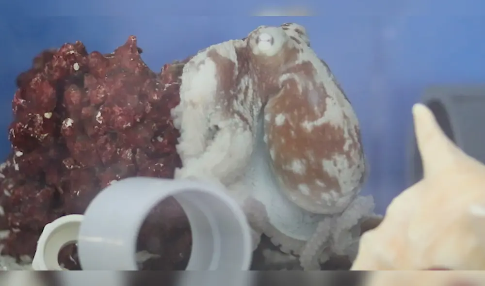 El pulpo, llamado Costello, fue captado despertándose aparentemente de un sueño en completo estado de alerta. Foto: Ramos et al. (2023)