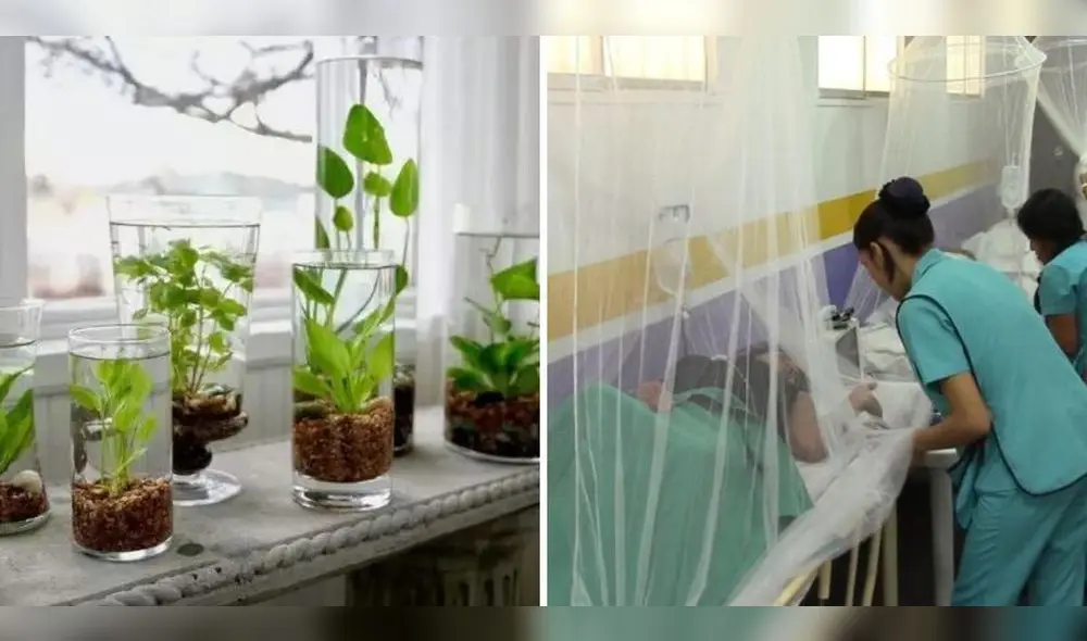 El especialista del Minsa indicó tener cuidado con espacios que albergan agua. Foto: Handfie/Minsa