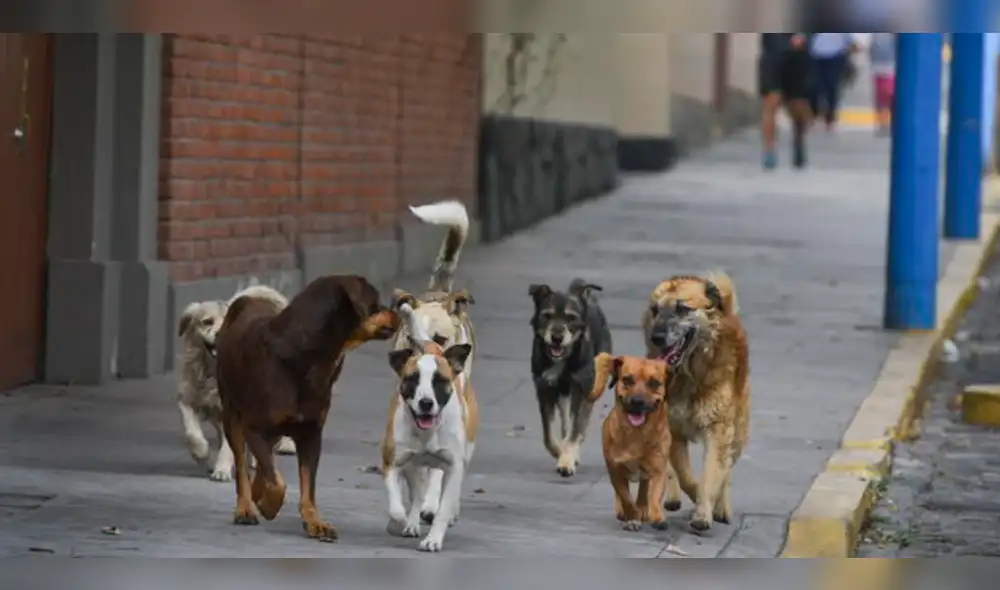 Parlamentario ruso planteó que perros callejeros sean entrenados para limpiar zonas minadas. Foto: La República