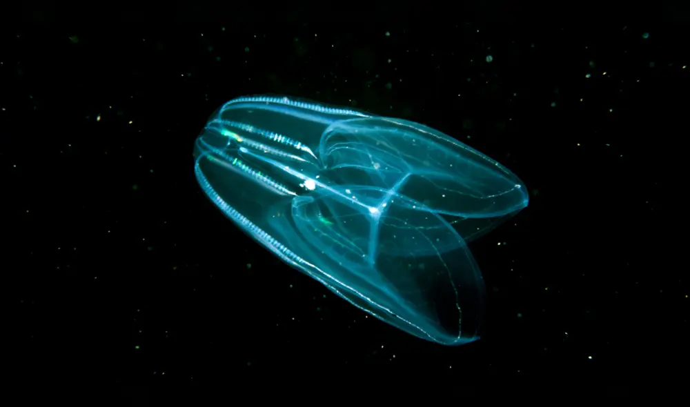 Las medusas peine son parientes del primer animal en la Tierra. Foto: Discover Magazine