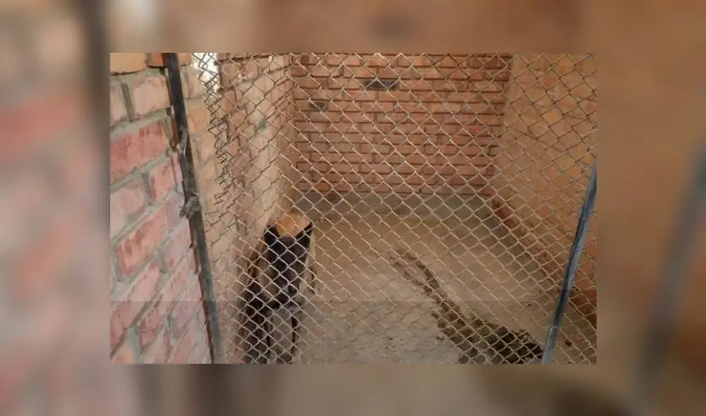 Perros fueron rescatados de casa de condenado. Foto: HBA Noticias