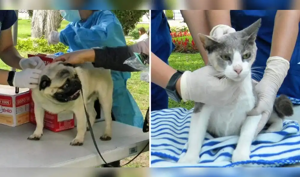 Se brindará servicios para perros y gatos. Foto: composición LR/Municipalidad de Miraflores Se brindará servicios para perros y gatos. Foto: composición LR/Municipalidad de Miraflores