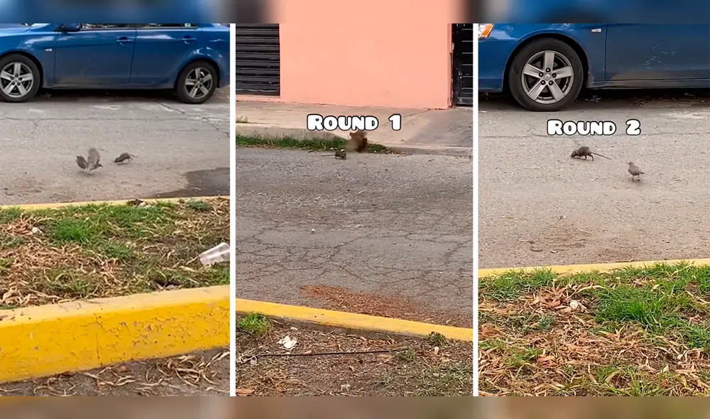 El video logró superar los 7 millones de visualizaciones en TikTok. Foto: composición LR/TikTok/@Elsenorf El video logró superar los 7 millones de visualizaciones en TikTok. Foto: composición LR/TikTok/@Elsenorf