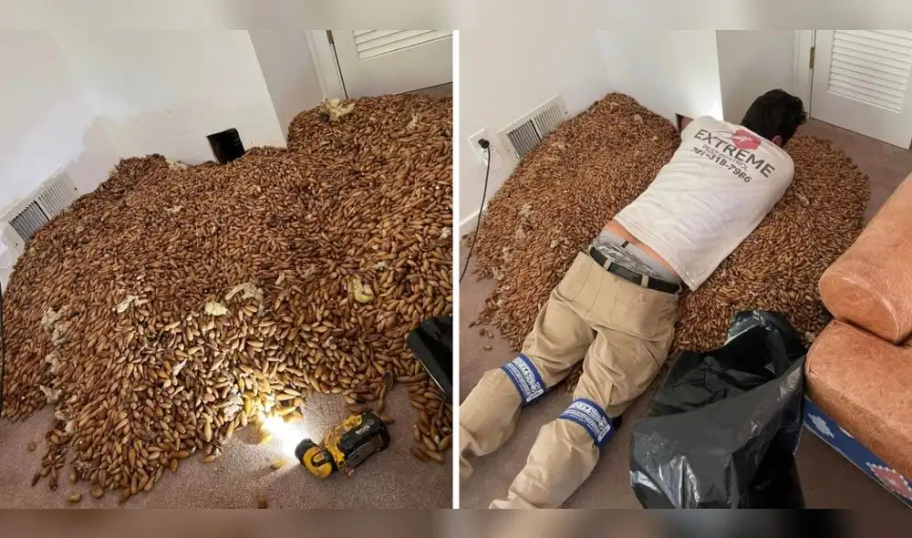 Los depósitos habrían comenzado hace 5 años. Foto: Nick’s Extreme Pest Control/Facebook - Video: CNN