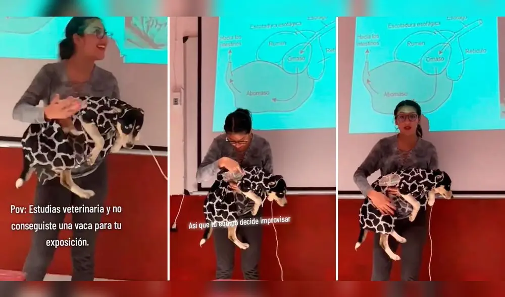 Le puso un abrigo negro y blanco para simular que era una vaca. Foto: composición LR / capturas de TikTok / @KarlaSaloma Le puso un abrigo negro y blanco para simular que era una vaca. Foto: composición LR / capturas de TikTok / @KarlaSaloma