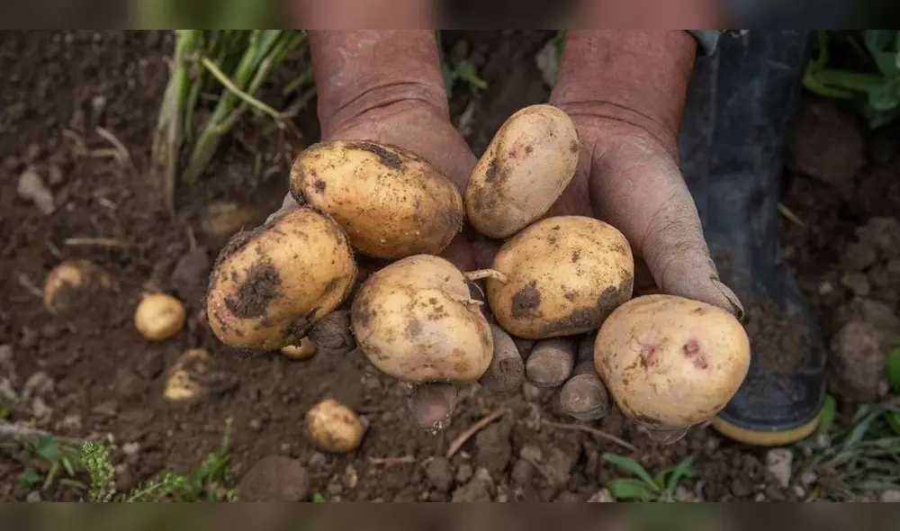 El Día Nacional de la Papa es una fecha muy esperada en el sector agrícola. Foto: Andina El Día Nacional de la Papa es una fecha muy esperada en el sector agrícola. Foto: Andina