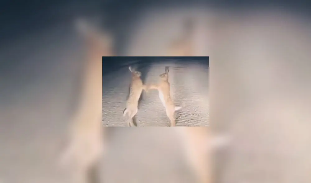 Disputa de conejos ocurrió en La Libertad. Foto y video: cortesía Percy Briceño Disputa de conejos ocurrió en La Libertad. Foto y video: cortesía Percy Briceño