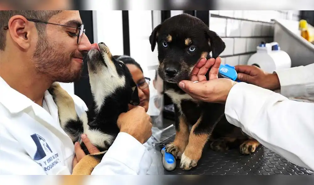 Los perros y gatos serán albergados en el hotel hasta que se consiga darlos en adopción. Foto: composición LR/EFE/Video: UnoTV