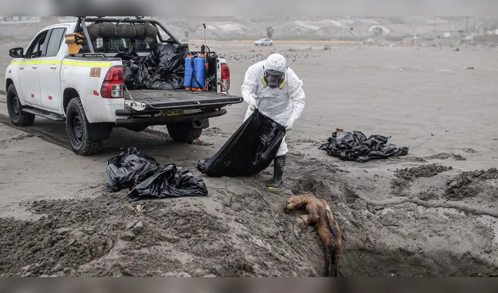 Lobo marino. En la playa del distrito de Punta de Bombón, uno de gran tamaño fue recogido. Foto: Rodrigo Talavera/ LR Lobo marino. En la playa del distrito de Punta de Bombón, uno de gran tamaño fue recogido. Foto: Rodrigo Talavera/ LR