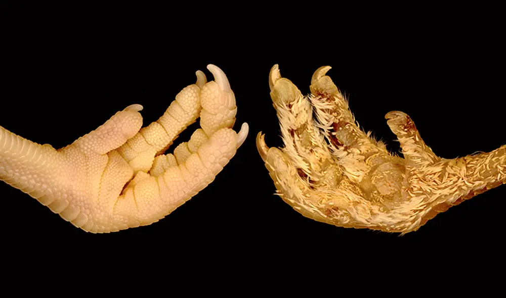 Comparación entre las patas de pollos sin modificar y modificadas. Foto: UNIGE/Cooper & Milinkovitch