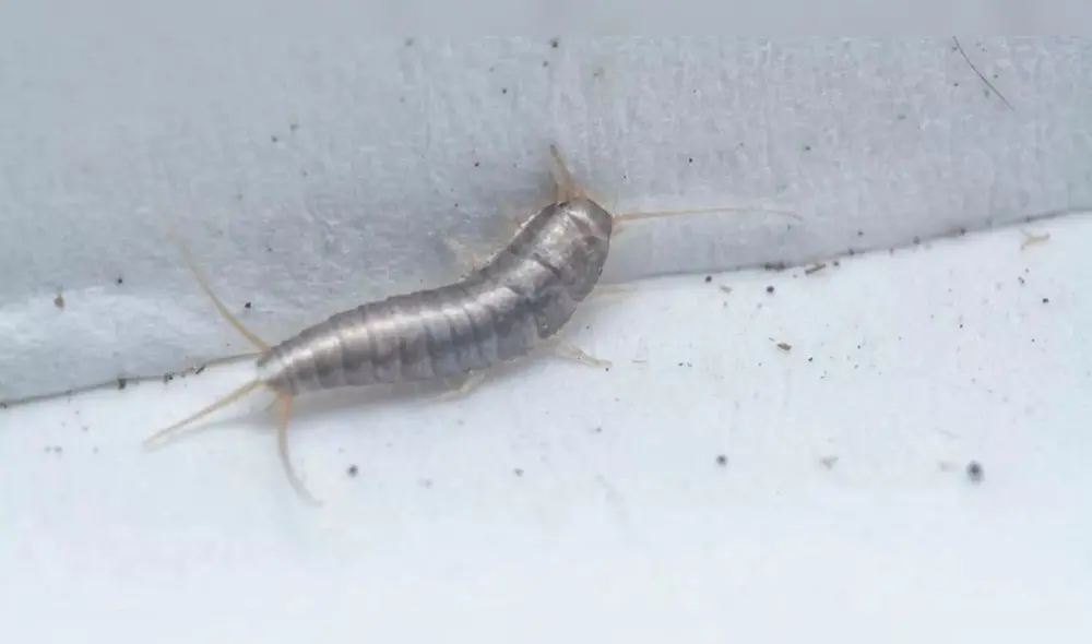 Pececillos de plata: conoce cuál es el principal riesgo que traen en el hogar. Foto: Humesec