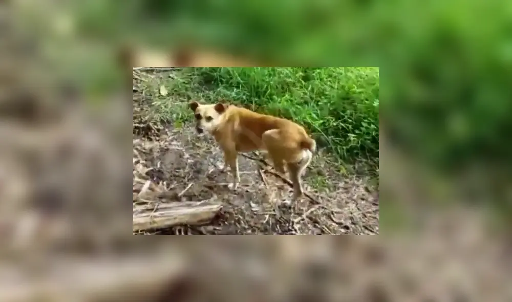 El can murió por picadura de la serpiente. Foto: Vía Televisión