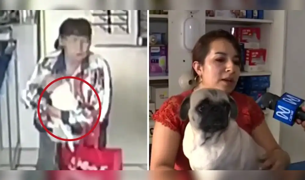 La dueña de Pillín pide que la señora que se lo llevó lo devuelva. Foto: composición LR/Canal N - Video: Canal N La dueña de Pillín pide que la señora que se lo llevó lo devuelva. Foto: composición LR/Canal N - Video: Canal N