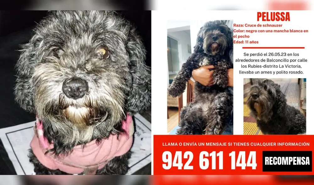 Pelussa vestía ropa rosada y arnés del mismo color cuando desapareció. Foto: composición LR/cortesía