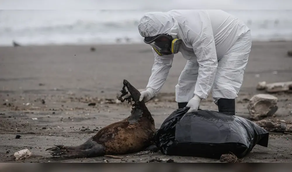 Virus letal. Los animales infectados varan en las playas, agonizan y mueren allí. Buitres y perros acechan sus cadáveres. En Tacna y Arequipa se recoge cuerpos de animales. Foto: Rodrigo Talavera/ LR Virus letal. Los animales infectados varan en las playas, agonizan y mueren allí. Buitres y perros acechan sus cadáveres. En Tacna y Arequipa se recoge cuerpos de animales. Foto: Rodrigo Talavera/ LR