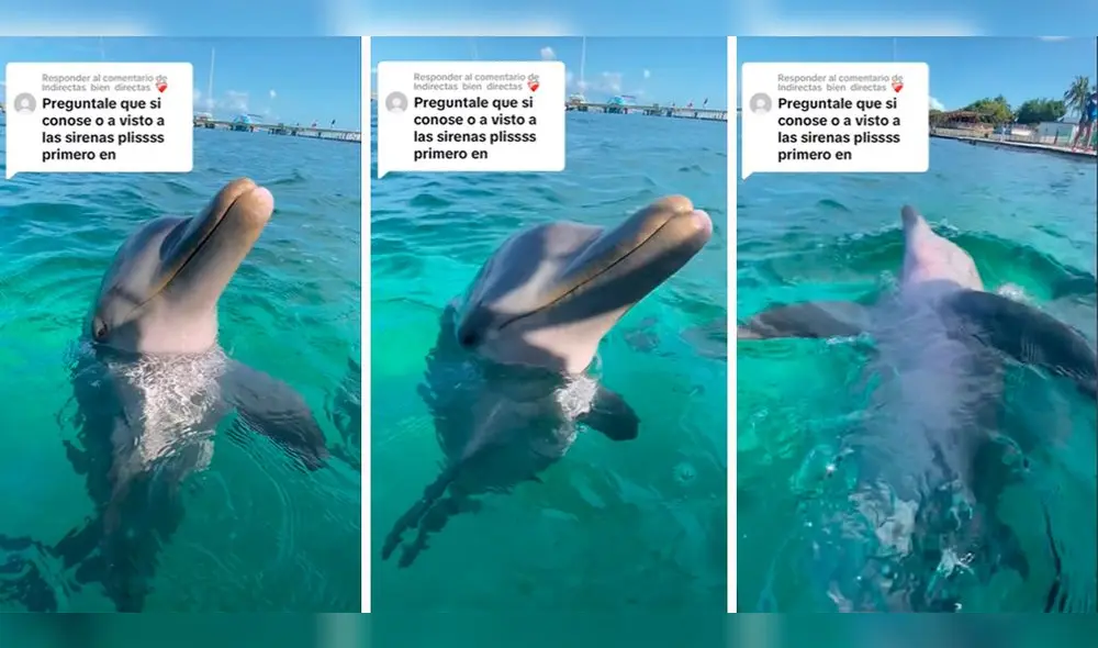 El joven no esperó singular reacción del animal acuático. Foto: composición LR/capturas de TikTok/@DolphinDiscovery