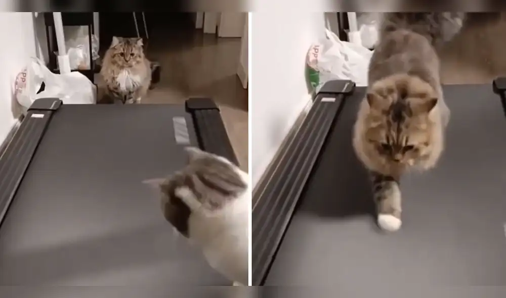 Usuarios quedaron enternecidos al ver al gatito fitness. Foto: composición LR/ TikTok/@catmaniapro Usuarios quedaron enternecidos al ver al gatito fitness. Foto: composición LR/ TikTok/@catmaniapro