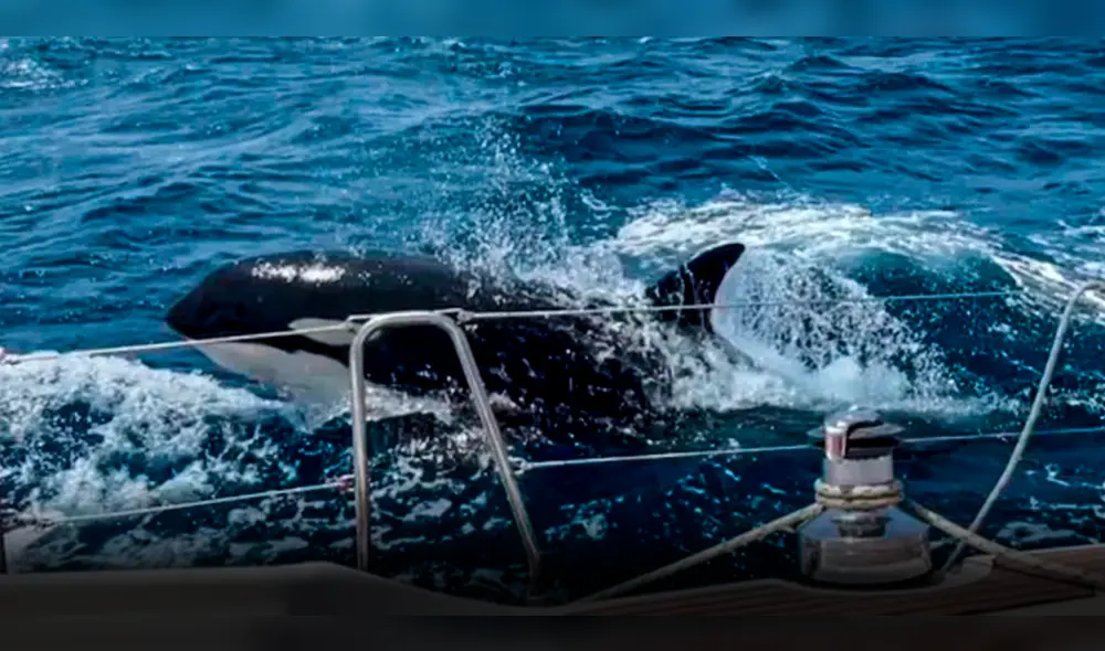 Gladys sería la lider de un grupo de orcas que han estado atacando a barcos entre España y Portugal. Foto: ElDoceTv