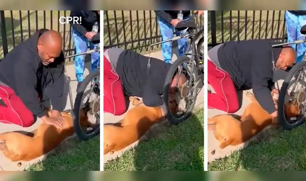 Emotivo video que muestra cómo un hombre le salva la vida a su perro, con RCP. Foto: composición LR/@c5n/TikTok