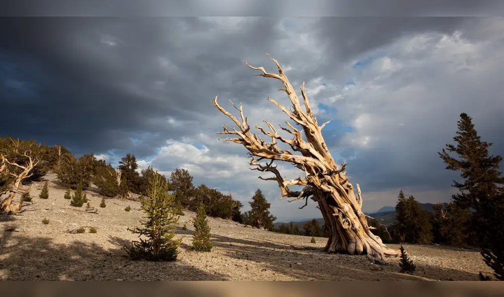 El Matusalén es un árbol que pertenece a la especie Pinus lonngaeva. Foto: Aryse