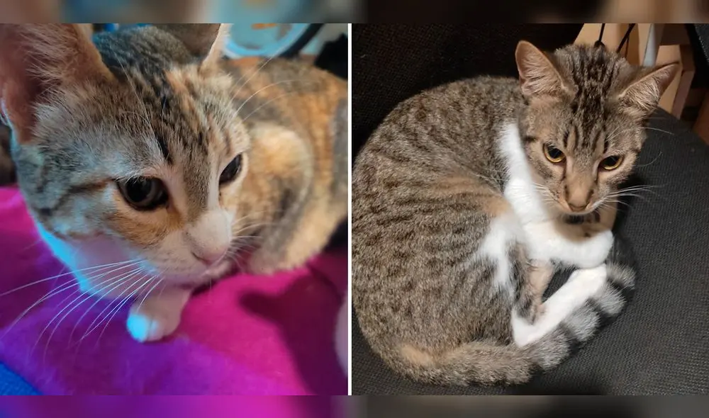 Tres de los gatitos se encuentran más delicados de salud que los demás. Foto: composición LR / cortesía Tres de los gatitos se encuentran más delicados de salud que los demás. Foto: composición LR / cortesía